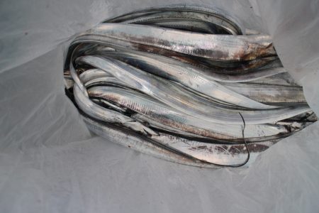 KIM Fishing Guide Service 釣果