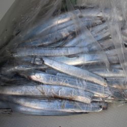 KIM Fishing Guide Service 釣果