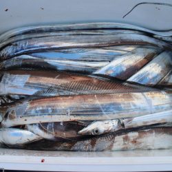 KIM Fishing Guide Service 釣果