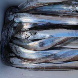 KIM Fishing Guide Service 釣果