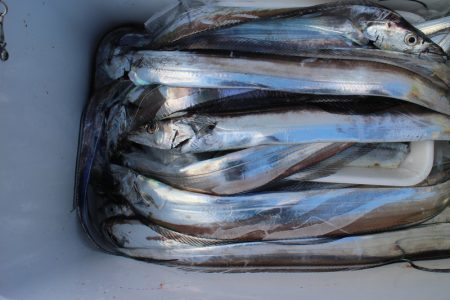 KIM Fishing Guide Service 釣果