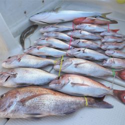 KIM Fishing Guide Service 釣果