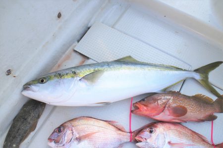 KIM Fishing Guide Service 釣果