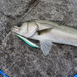 シーバスデイゲームレポート【メガバス（Megabass）ONETEN SWシリーズ　インプレッション】