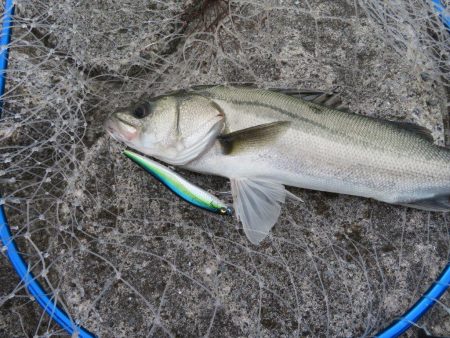 シーバスデイゲームレポート【メガバス（Megabass）ONETEN SWシリーズ　インプレッション】