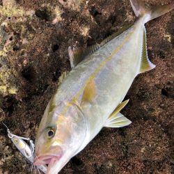 ショアジギ激戦区！ジャックアイエースで差をつけよう！【ハヤブサ（Hayabusa）ジャックアイエース　インプレッション】