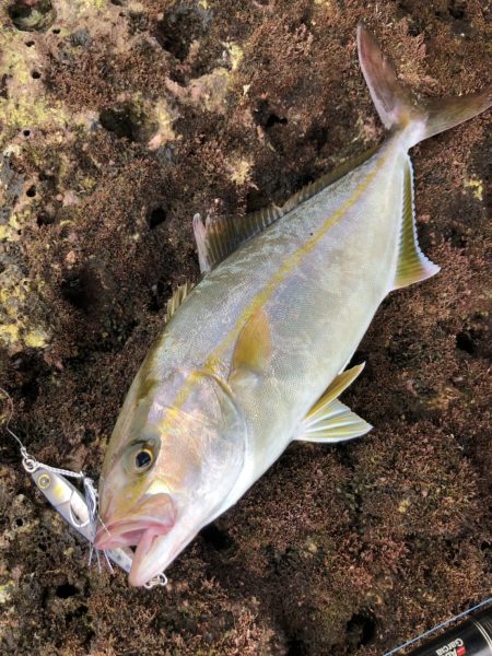 ショアジギ激戦区！ジャックアイエースで差をつけよう！【ハヤブサ（Hayabusa）ジャックアイエース　インプレッション】