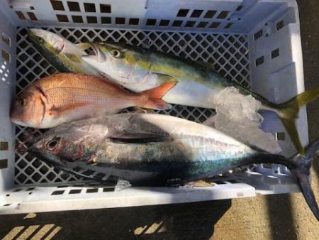 Sea Frend 片山丸 釣果