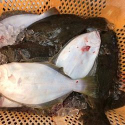 Sea Frend 片山丸 釣果