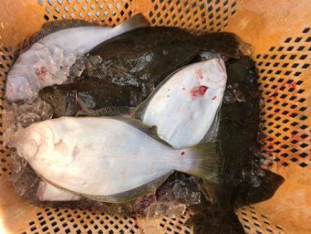 Sea Frend 片山丸 釣果