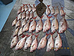 遊漁船 未紗奈 釣果