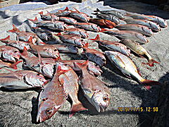 遊漁船 未紗奈 釣果