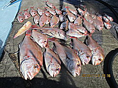 遊漁船 未紗奈 釣果