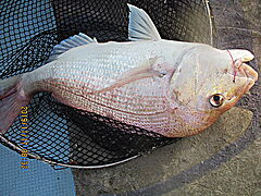 遊漁船 未紗奈 釣果