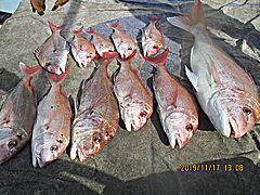 遊漁船 未紗奈 釣果