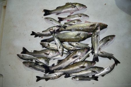 TOPGUN名古屋 釣果