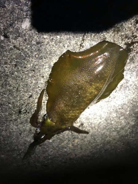エギングでアオリイカ釣果！秋イカシーズンも…