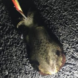 地磯で秋イカ連発のエギング釣果