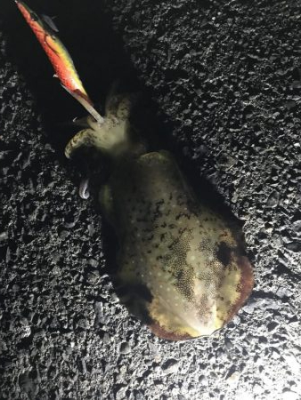 地磯で秋イカ連発のエギング釣果