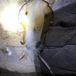 激シブでも大潮の南紀串本でエギング、アオリイカ釣果