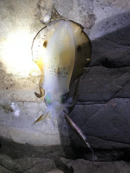 激シブでも大潮の南紀串本でエギング、アオリ…