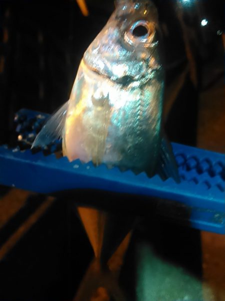 浜名湖　アジング