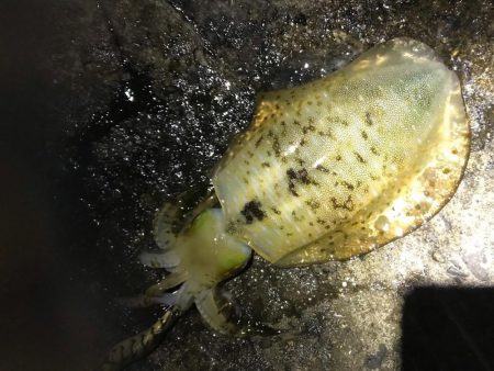 中紀でエギング、爆釣？まではいかんけどまあ…