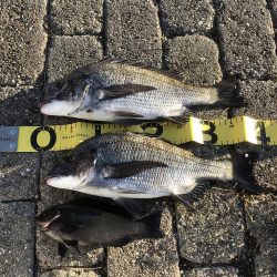 フカセ釣りプラクティス