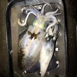 久々エギング釣行