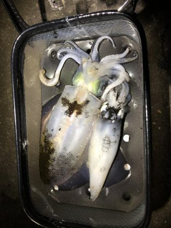 久々エギング釣行