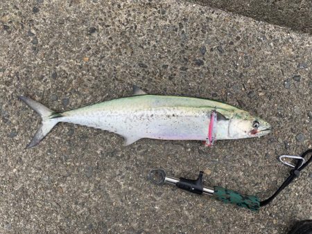 諦めないジギング