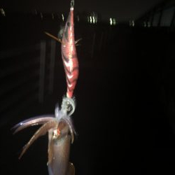 アオリイカ狙いが剣先イカ‼️