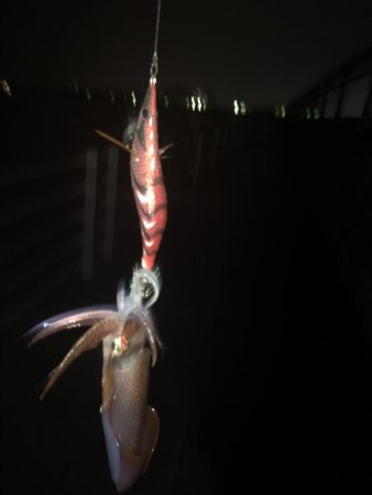 アオリイカ狙いが剣先イカ‼&…