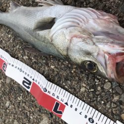 真昼間の弾丸釣行