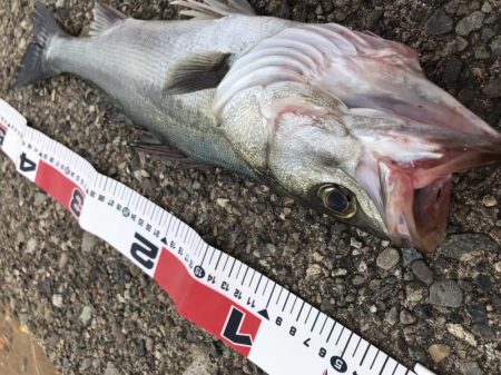 真昼間の弾丸釣行