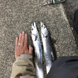 11月22日神戸太刀魚