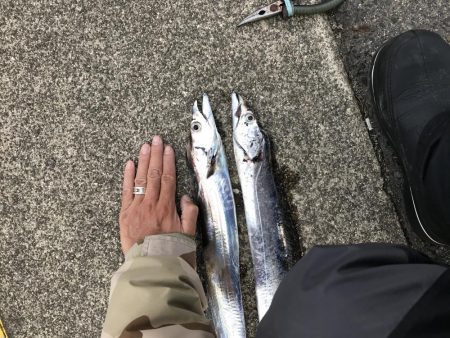 11月22日神戸太刀魚