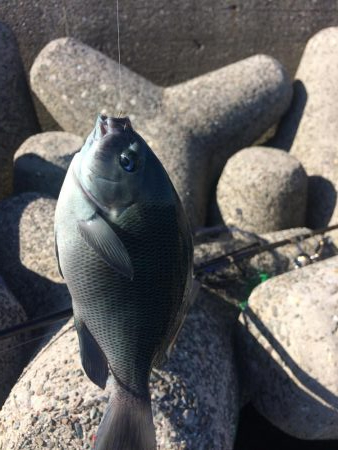 ふかせ釣り練習中！