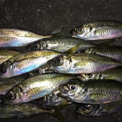 夕方アジング&ライトロック