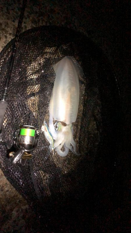 ギリギリですがキロアップでました