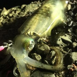 しぶとくナイトエギング