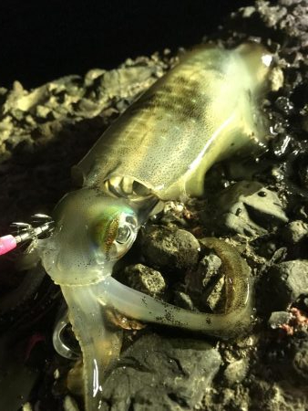 しぶとくナイトエギング