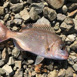 メバリングで鯛