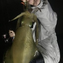 アオリ ５００オーバー