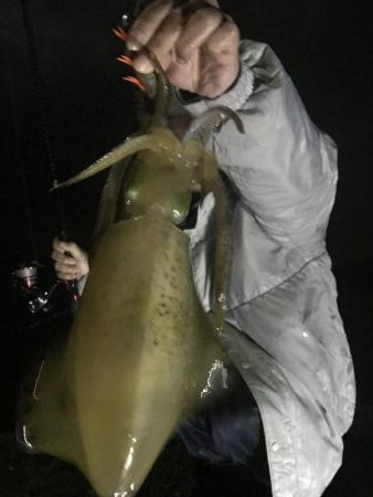 アオリ ５００オーバー