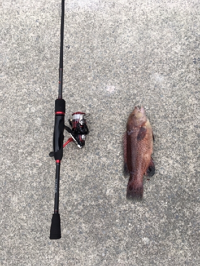 まさかのコブダイ