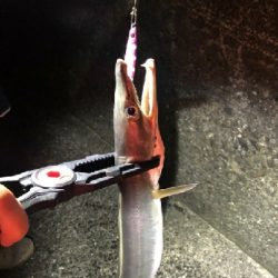 タチウオ狙いのはず