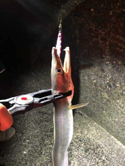 タチウオ狙いのはず