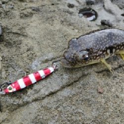 能登半島で五目