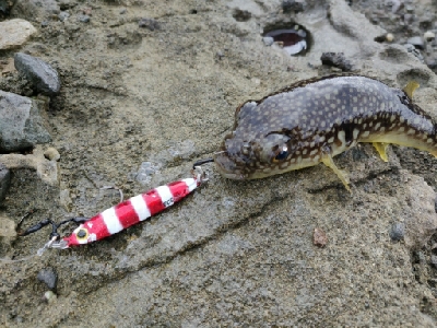 能登半島で五目